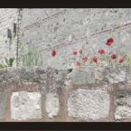 Flowers of Topkapi 
