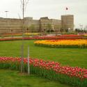 Tulips :) 