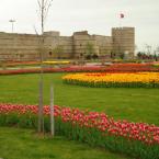 Tulips :) 