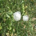 Poppies