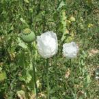 Poppies