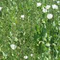 Poppies