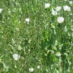 Poppies