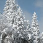 Winter wonderland