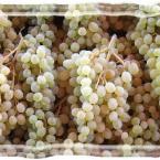 Grapes at Alanya Cuma Pazar�