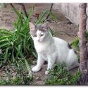 Turkish Cats - Kap�kule