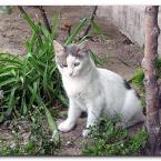 Turkish Cats - Kap�kule