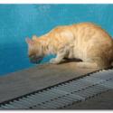 Turkish Cats – Side 1