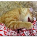 Turkish Cats - Side 2