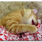Turkish Cats - Side 2