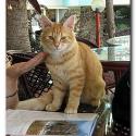 Turkish Cats - Side 3