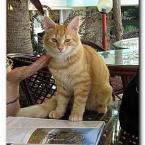 Turkish Cats - Side 3