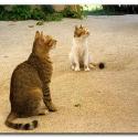 Turkish Cats - Side 4