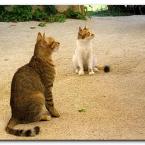 Turkish Cats - Side 4
