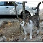 Turkish Cats – Kur�unlu Waterfalls
