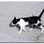 Turkish Cats – Efes 1