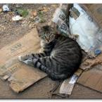 Turkish Cats - �anakkale 1
