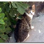 Turkish Cats - �anakkale 2