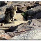 Turkish Cats - �anakkale 3
