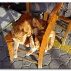 Turkish Cats - �anakkale 4