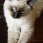 Mavi�