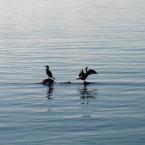 Herons