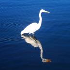 egret