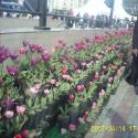 Tulip festival