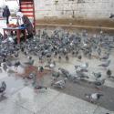 pidgeons