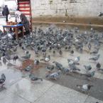 pidgeons