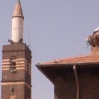 Storks