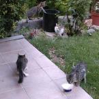 Cats