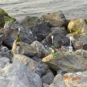 Message in a bottle