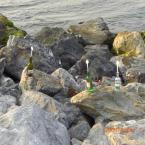 Message in a bottle