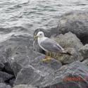 Seagull