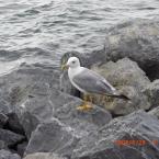 Seagull