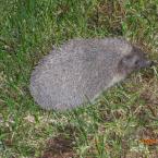 Hedgedog