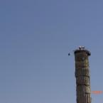 Storks