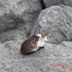 Turkish Cat