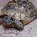 kaplumbaga - tortoise