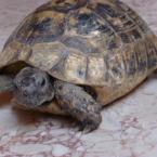 kaplumbaga - tortoise