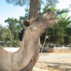 camel