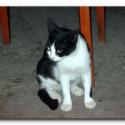 Pictures: Turkish Cats – Manavgat