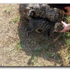 Turkish Cats – Perge
