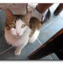 Pictures: Turkish Cats – Fethiye