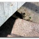 Pictures: Turkish Cats - �anakkale 5