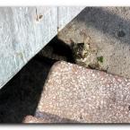 Turkish Cats - �anakkale 5