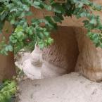 Rose Valley path