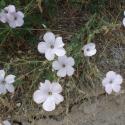 Wild flowers in Cappadocia