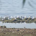 Gull